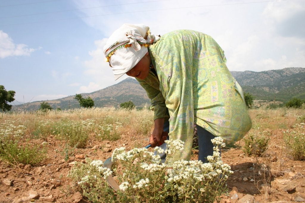 Türkiye dünya kekik ticaretinin yaklaşık yüzde 70’ini elinde tutuyor