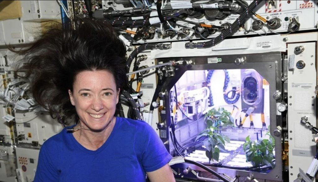 NASA astronotunun yetiştirdiği biber fideleri çiçek açtı
