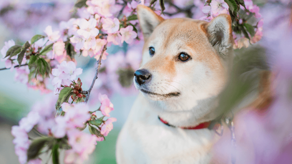 Shiba Inu yeni yakma portalını tanıttı ve 17 milyar token yaktı