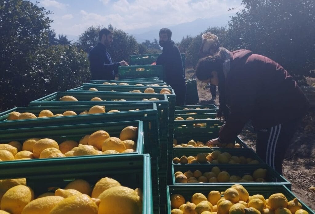 Deprem bölgesindeki çiftçilere Migros’tan destek eli